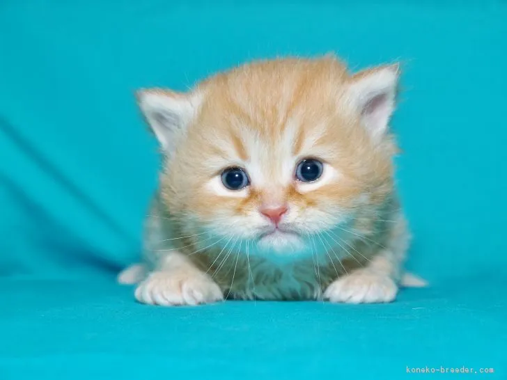 提督 様のお迎えした子猫
