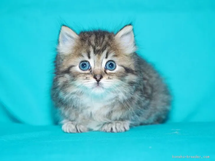 こたふく 様のお迎えした子猫