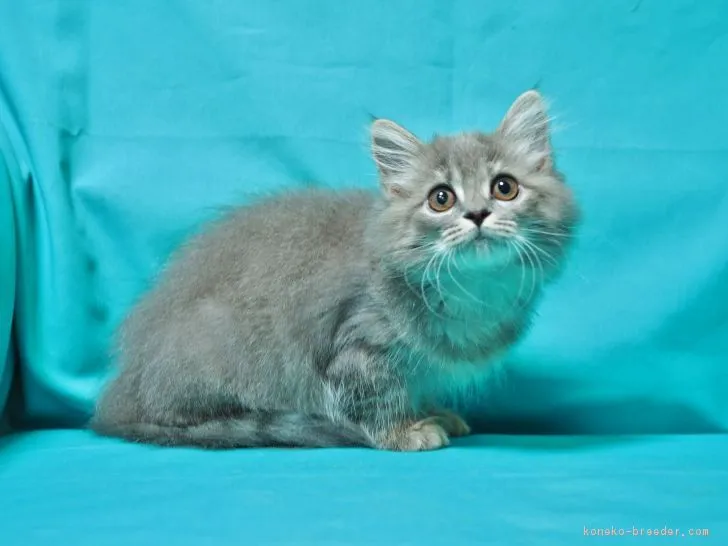 ID：1808-01350の子猫