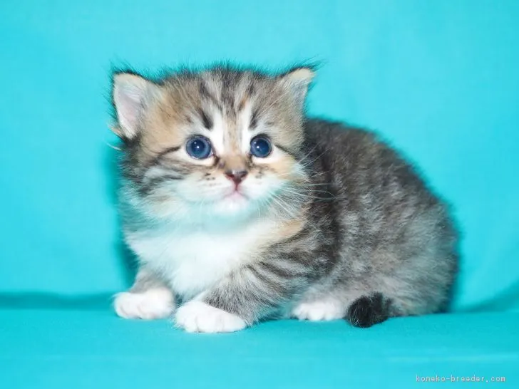 ID:1809-00245の子猫