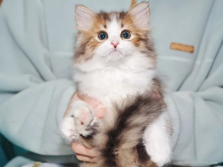 K 様のお迎えした子猫