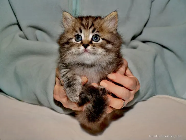 ID：1608-00715の子猫