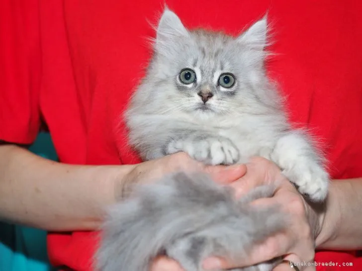 ゆん 様のお迎えした子猫