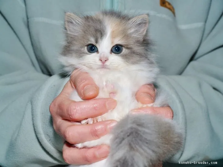 ID:1801-00806の子猫