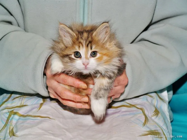 ID:1611-00535の子猫