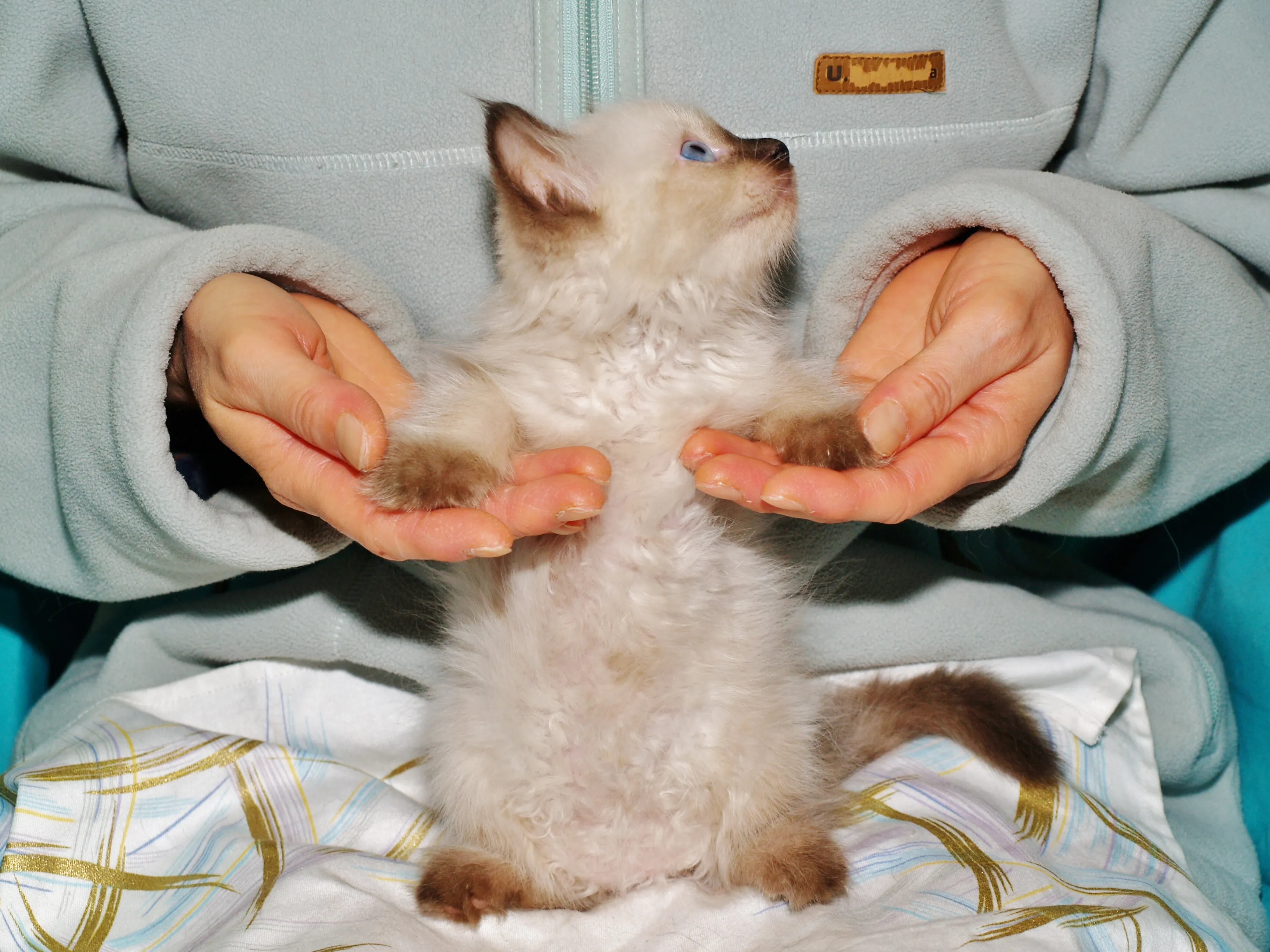 ID：1608-00755の子猫