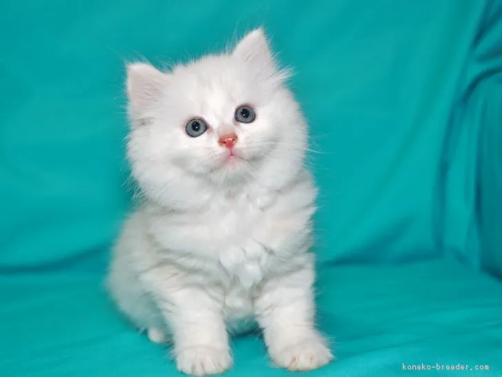 みいやママ 様のお迎えした子猫