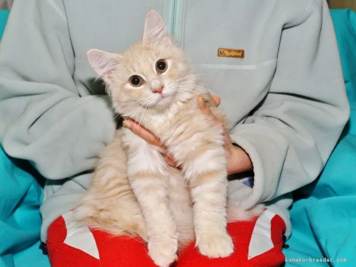 吉田　夢香 様のお迎えした子猫