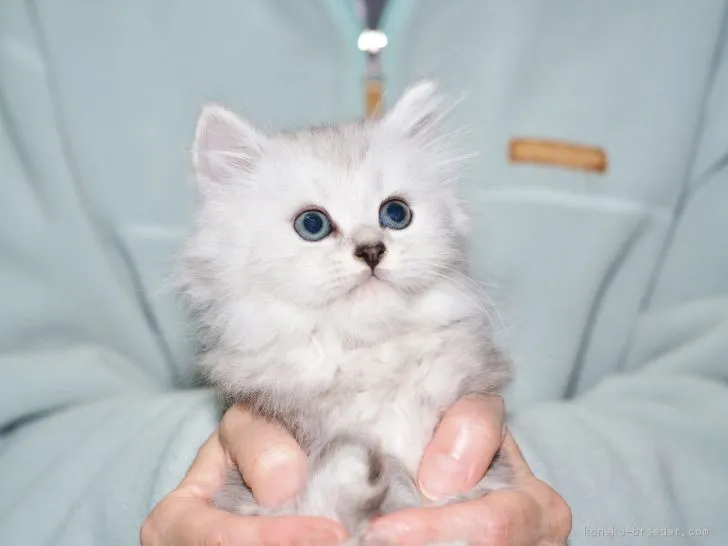 ティアラ 様のお迎えした子猫