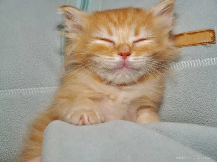 aki 様のお迎えした子猫