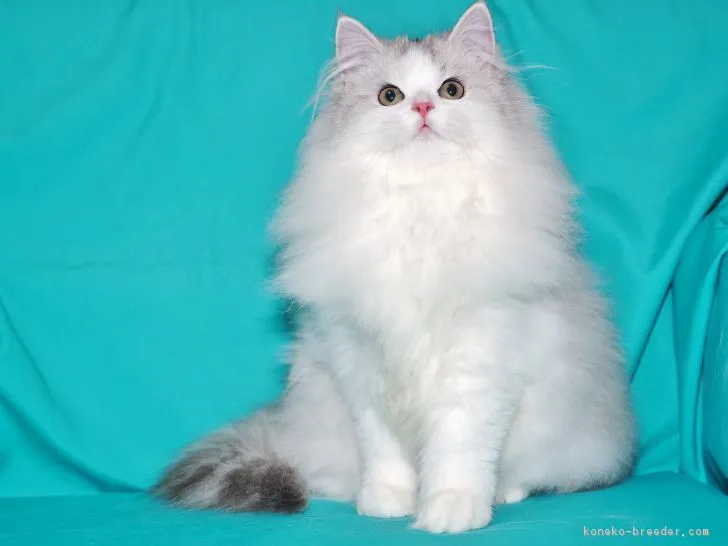 ID：1809-01306の子猫