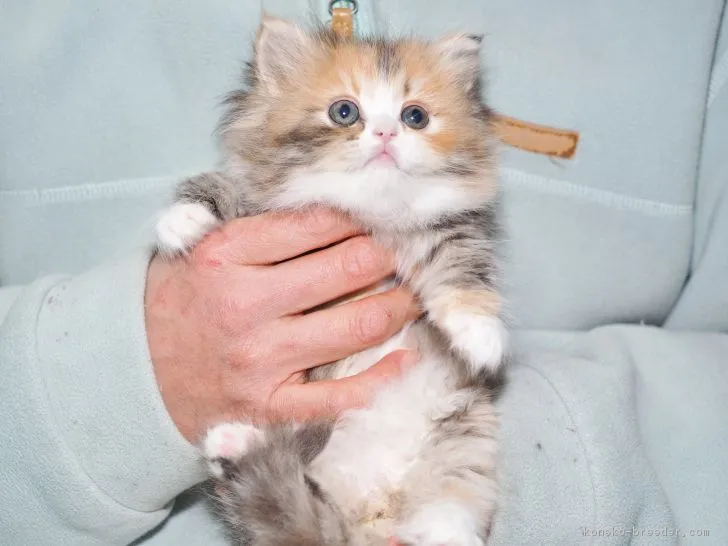 マック 様のお迎えした子猫