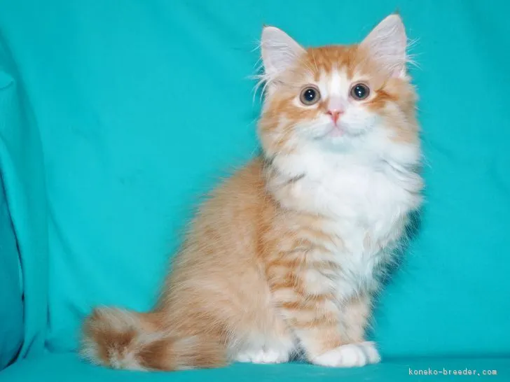 ちももん 様のお迎えした子猫
