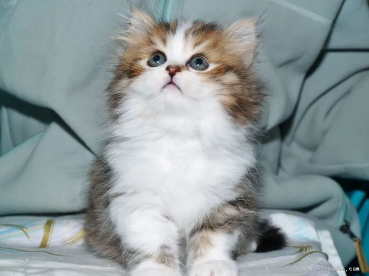 すいせい 様のお迎えした子猫
