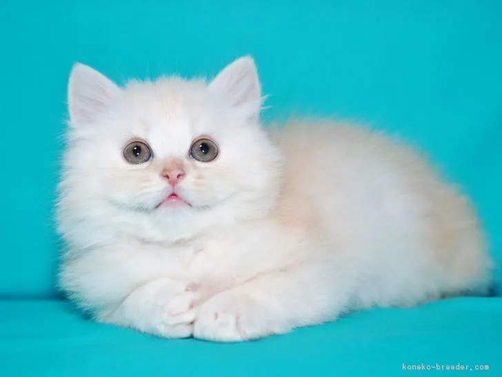 ID:1810-00530の子猫