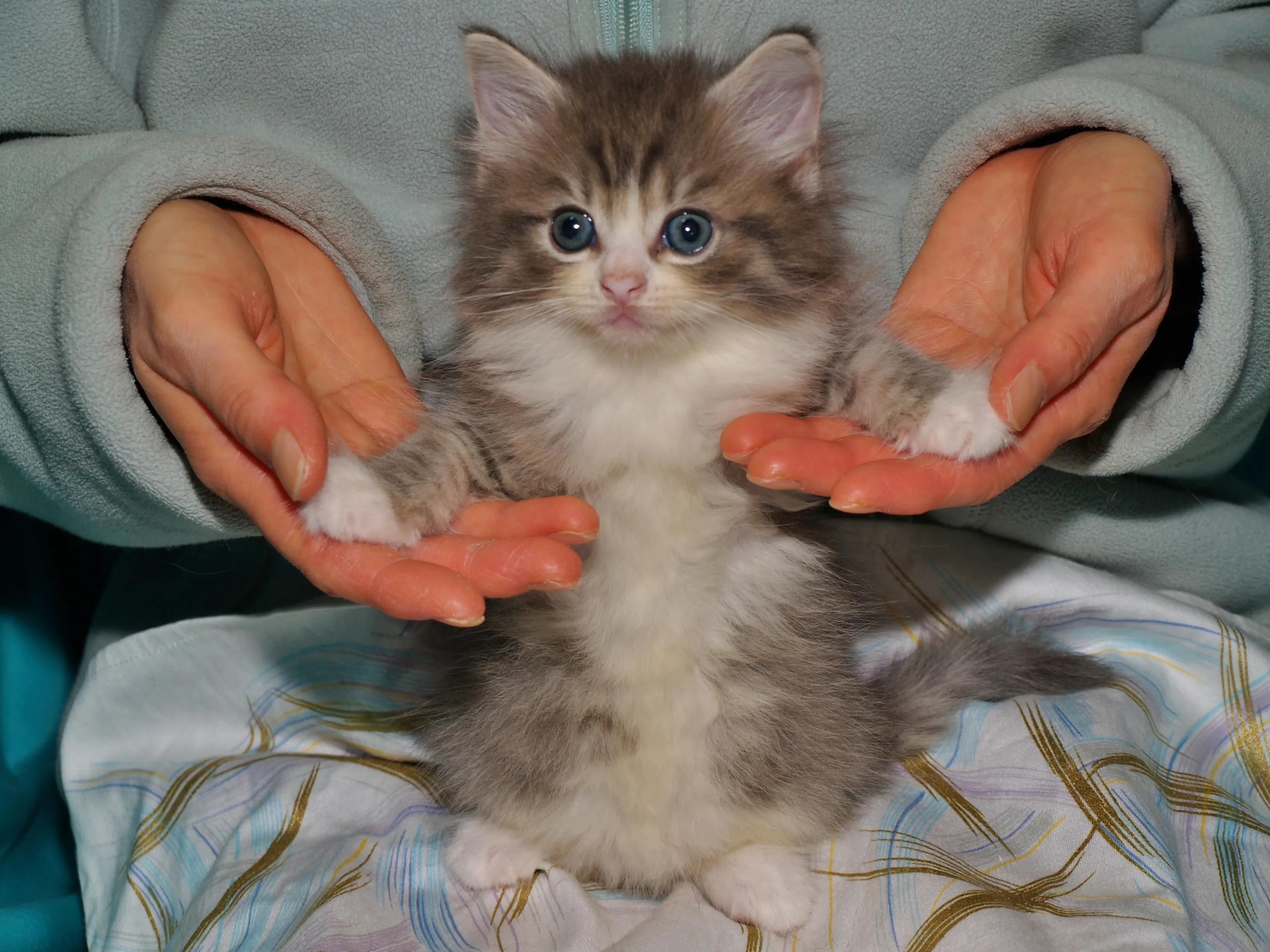 ID:1609-00002の子猫