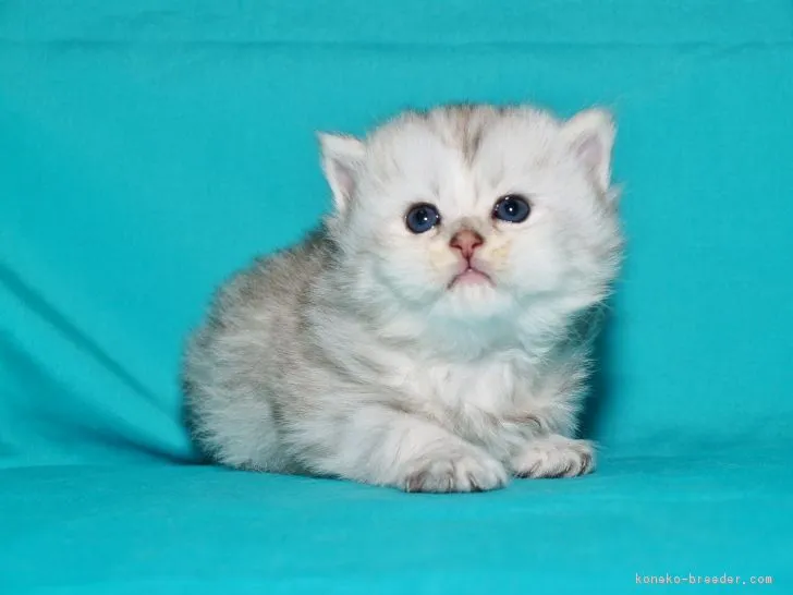 優 様のお迎えした子猫