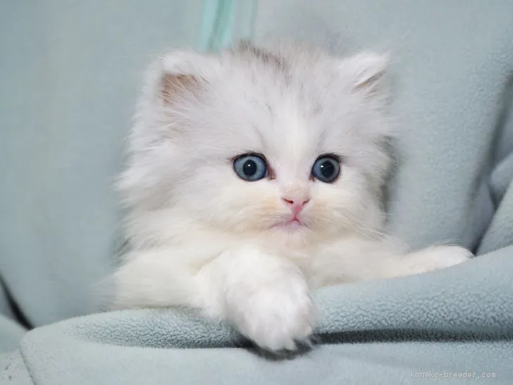 ID:1905-00329の子猫