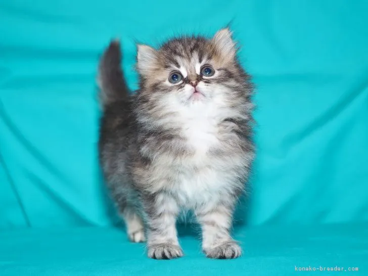 ティアラ 様のお迎えした子猫