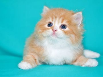 サイベリアン【三重県・男の子・2018年8月17日・レッドタビー&ホワイト（トリプルコート　シルクタッチ）】の写真「【期間限定】１年分のキャットフードをプレゼント」