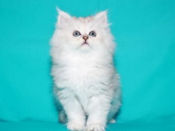 サイベリアン【三重県・男の子・2018年8月13日・シルバータビー&ホワイト（魅惑のグラデーションカラー）】の写真「【特定地域お届け無料】キャットショータイプ」