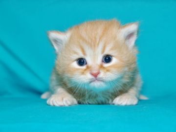 サイベリアン【三重県・男の子・2017年11月15日・レッドタビー&ホワイト（トリプルコート　シルクタッチ）】の写真「石川県　O様　購入引渡し待ちの子猫です。」