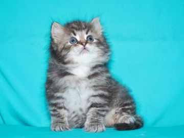 サイベリアン【三重県・男の子・2018年5月8日・ブラウンタビー&ホワイト（トリプルコート　シルクタッチ）】の写真「千葉県　Ｉ様　購入引渡し待ちの子猫です。」