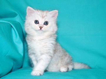 サイベリアン【三重県・男の子・2018年3月28日・シルバータビー&ホワイト（トリプルコート　シルクタッチ）】の写真「愛知県　Ｙ様　購入引渡し待ちの子猫です。」