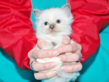 ラグドール【三重県・男の子・2018年11月3日・シールポイント（キャットショータイプ）】の写真「【年末企画】引取り交通費を全額負担します。」