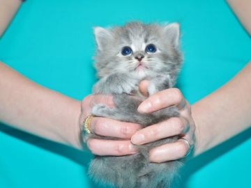 サイベリアン【三重県・女の子・2018年10月11日・ブルータビー（キャットショータイプ）】の写真「新潟県　Ｉ様　購入引渡し待ちの子猫です。」
