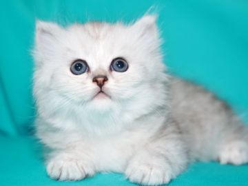 サイベリアン【三重県・男の子・2018年8月13日・シルバータビー&ホワイト（トリプルコート　シルクタッチ）】の写真「新潟県　Ｉ様　購入引渡し待ちの子猫です。」