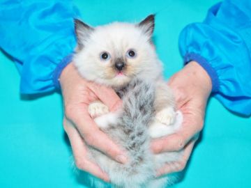 ラグドール【三重県・男の子・2018年11月3日・シールポイント（キャットショータイプ）】の写真「【期間限定】１年分のキャットフードをプレゼント」