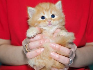 サイベリアン【三重県・男の子・2018年10月11日・レッドタビー&ホワイト（キャットショータイプ）】の写真「富山県　Ｍ様　購入引渡し待ちの子猫です。」