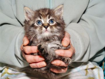 サイベリアン【三重県・男の子・2017年4月5日・クリームタビー&ホワイト（トリプルコート　シルクタッチ）】の写真「ブリーディングタイプ【特定地域お届け無料】」