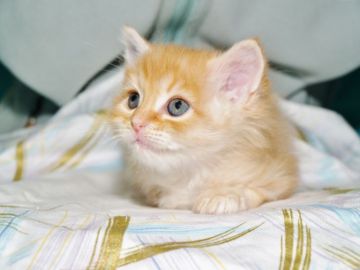 サイベリアン【三重県・男の子・2018年3月18日・レッドタビー&ホワイト（トリプルコート　シルクタッチ）】の写真「香川県　Ｏ様　購入引渡し待ちの子猫です。」