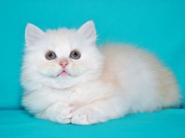 サイベリアン【三重県・男の子・2018年8月13日・クリームタビー&ホワイト（トリプルコート　シルクタッチ）】の写真「【特定地域お届け無料】ペットタイプ」