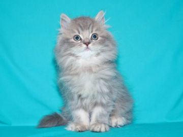 サイベリアン【三重県・男の子・2018年7月30日・ブルートーティータビー（超希少ブルー＆クリーム）】の写真「千葉県　Ｉ様　購入引渡し待ちの子猫です。」