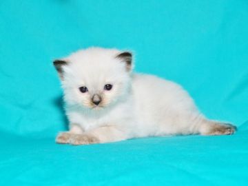 ラグドール【三重県・男の子・2017年7月9日・シールポイント（カラーソックスに注目）】の写真「【希少色】 国内での入手は困難が予想されます。」