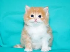 サイベリアン【三重県・女の子・2018年8月17日・レッドタビー&ホワイト】の写真1「✿2018年9月15日に撮影しました。（お腹の肌触り良い純白ヘアが際立ちます）」