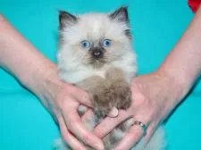 ラグドール【三重県・男の子・2019年3月1日・シールポイント】の写真1「✿大型骨太で威風堂々とした風格に魅了されます。（8kg以上の成長が期待できます）」