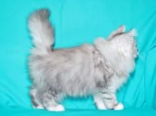 サイベリアン【三重県・男の子・2019年1月5日・シルバータビー&ホワイト】の写真2「✿2019年3月25日に撮影しました。(物怖じせず穏やかな性格です)」