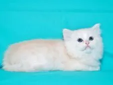 サイベリアン【三重県・男の子・2018年11月4日・】の写真2「✿人見知りはしません (´∀｀) 誰とでも仲良く馴れます。」