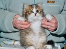 サイベリアン【三重県・男の子・2017年12月13日・ブラウンタビー&ホワイト】の写真2「2018年1月18日に撮影しました。（骨太で８kg以上の体格が期待できます）」