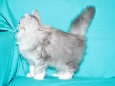 サイベリアン【三重県・男の子・2019年1月5日・シルバータビー&ホワイト】の写真3「✿2019年3月25日に撮影しました。(鼻&顎先の尖がりも無くキャットショーに最適です)」