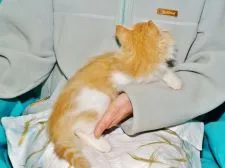 ノルウェージャンフォレストキャット【三重県・女の子・2016年9月1日・レッドタビー&ホワイト】の写真3「✿赤系の雌猫さんはブリーディングに最適です。」