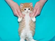 サイベリアン【三重県・男の子・2019年3月11日・レッドタビー&ホワイト】の写真4「✿2019年4月22日に撮影しました。（お腹の肌触り良い純白ヘアが際立ちます）」