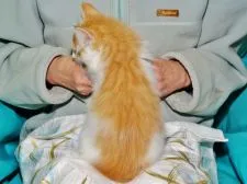 ノルウェージャンフォレストキャット【三重県・女の子・2016年9月1日・レッドタビー&ホワイト】の写真4「✿ホワイトバランスの取れたブチ柄が愛嬌です。」