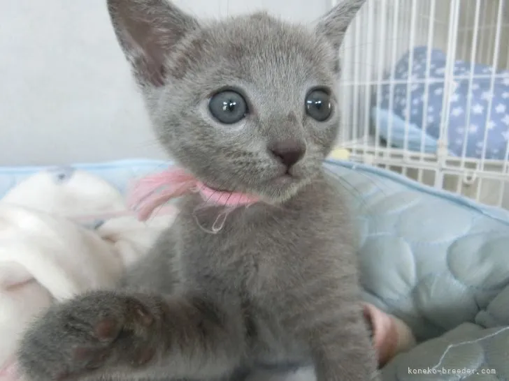ID:2205-00417の子猫