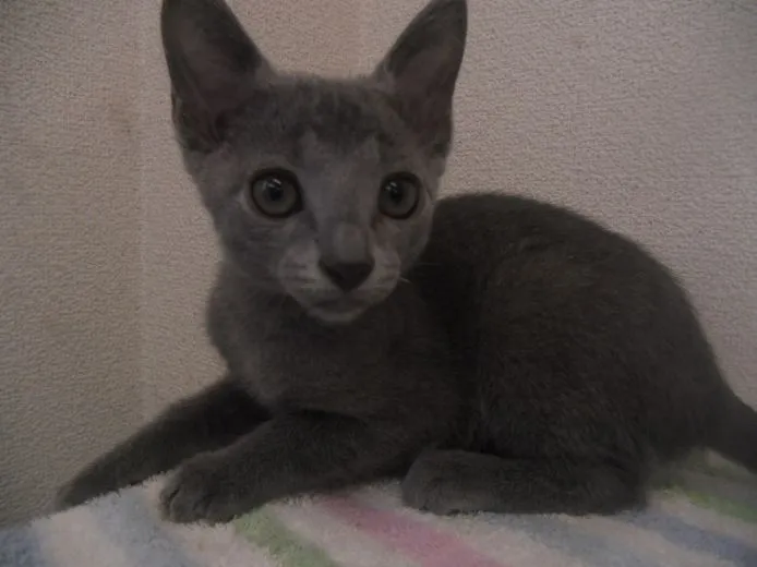 あさ 様のお迎えした子猫