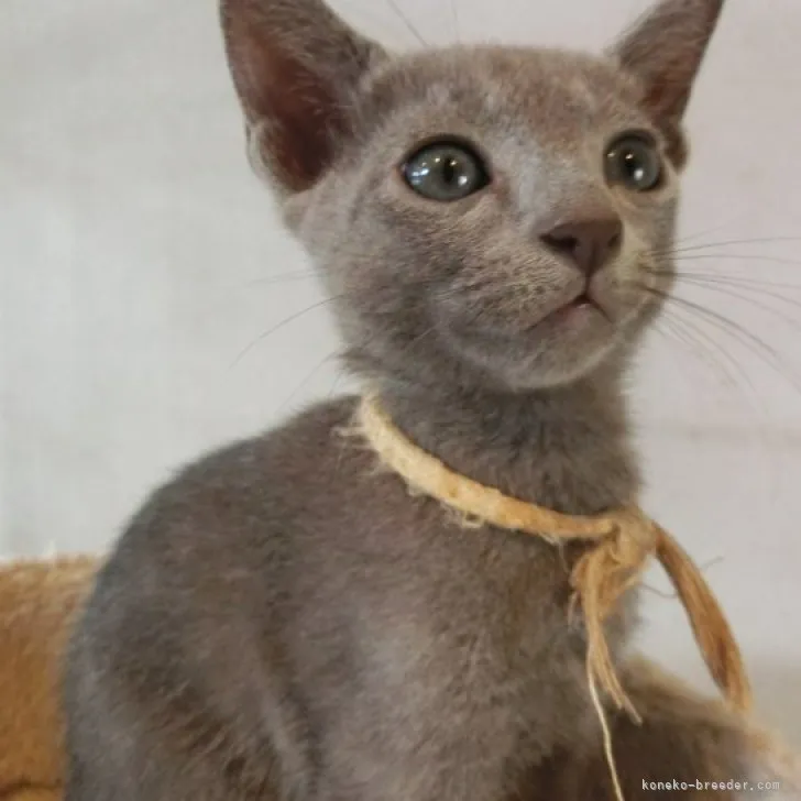 ID:2306-01850の子猫